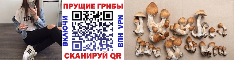 Псилоцибиновые грибы Psilocybe  купить   Жуков 